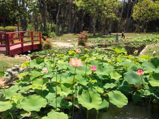 Serene Japanese Garden