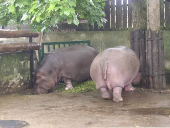 Gentle Giants