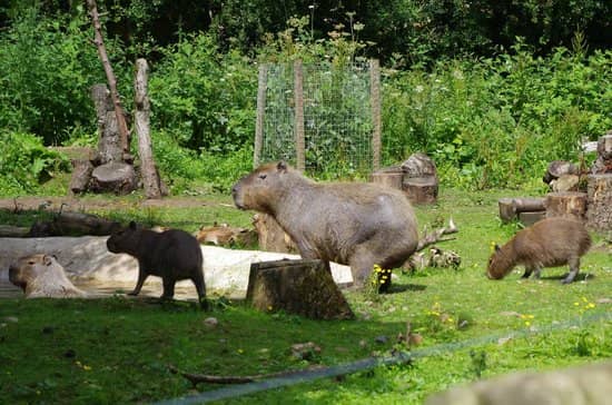 Capybaras