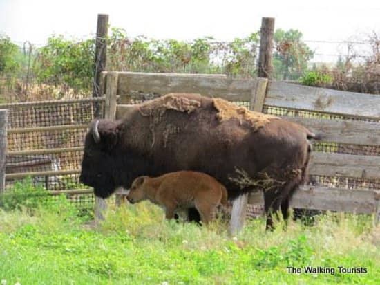 Ranch Grounds and Trails