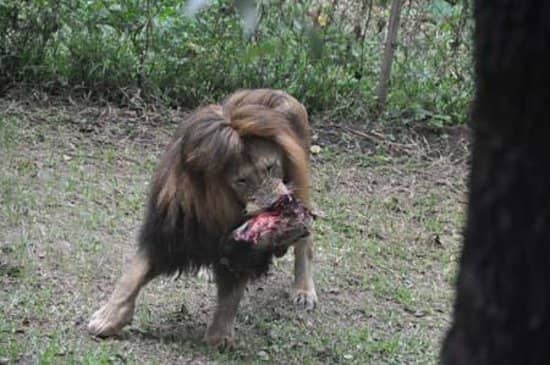 Baby Crocodile Encounters