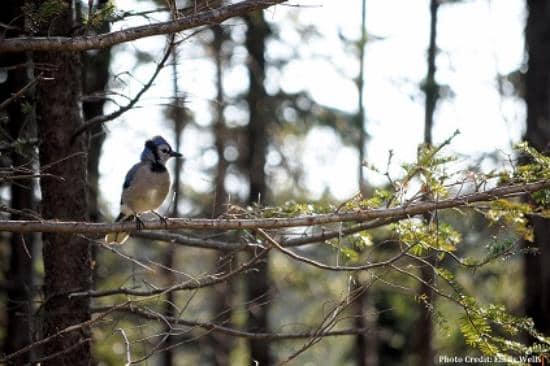 Manuels River Trails