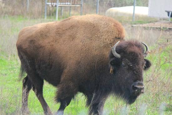 Bison Viewing Area