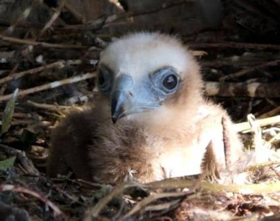 Spectacular Bird Flying Displays