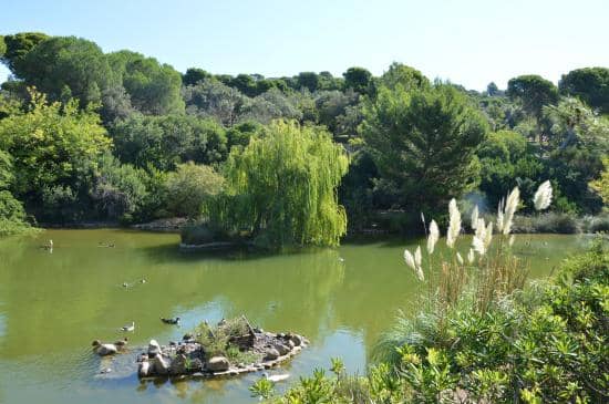 Friendly Waterfowl & Turtles