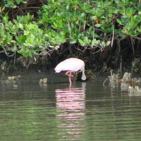 Dolphin & Wildlife Boat Tours