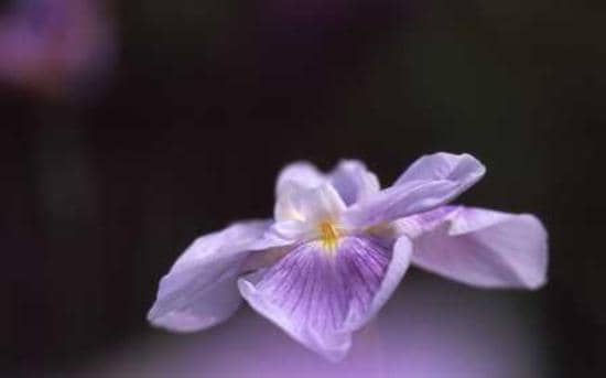 Spacious Green Areas