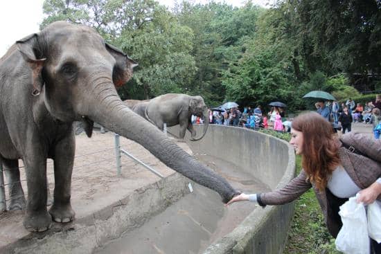 Elephant Feeding
