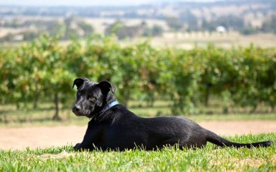 Local Produce Platters