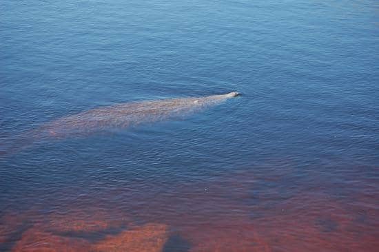 Manatee Sightings