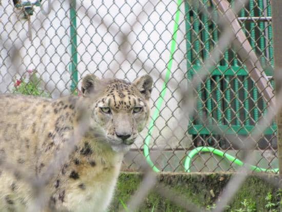 Snow Leopard
