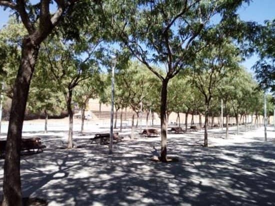 Peaceful Pine Forest Walks