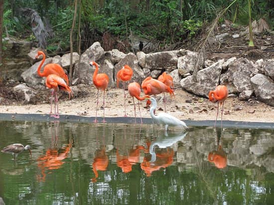 Graceful Flamingos
