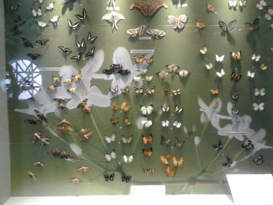 Natural History Collection