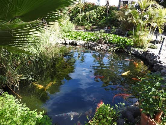 Koi Fish Pond