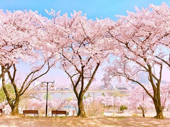 Cherry Blossom Trails