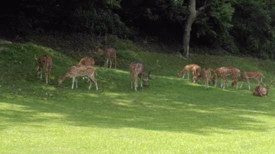 Wildlife Sightings