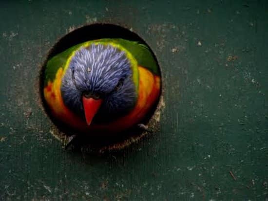 Diverse Animal Encounters