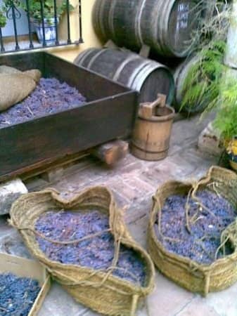 Wine Tasting Experience
