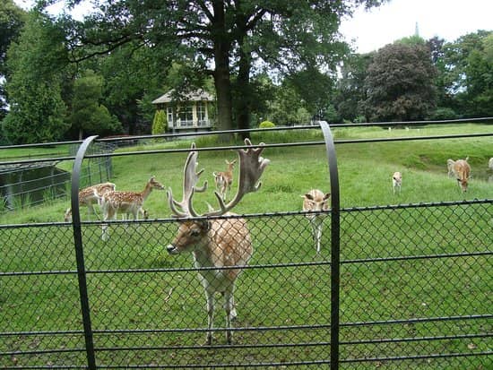 Expansive Park & Deer