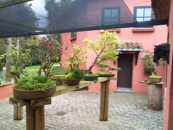 Bonsai Collection
