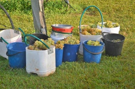 Vineyard Wine Tasting