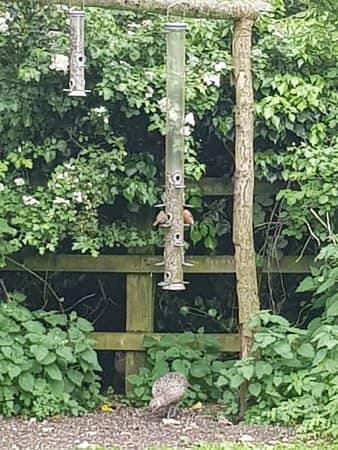 Deer Spotting Opportunities