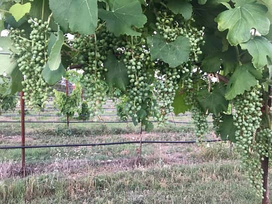 Relaxing Vineyard Patio