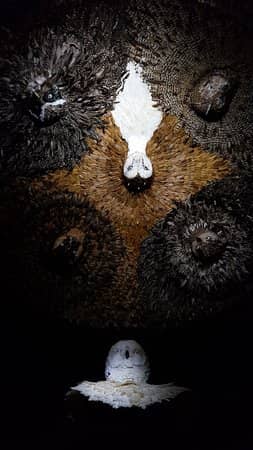 The Owl Room
