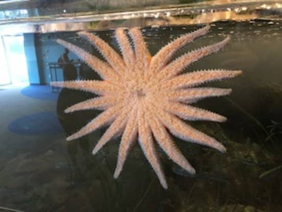 Touch Tank Encounters