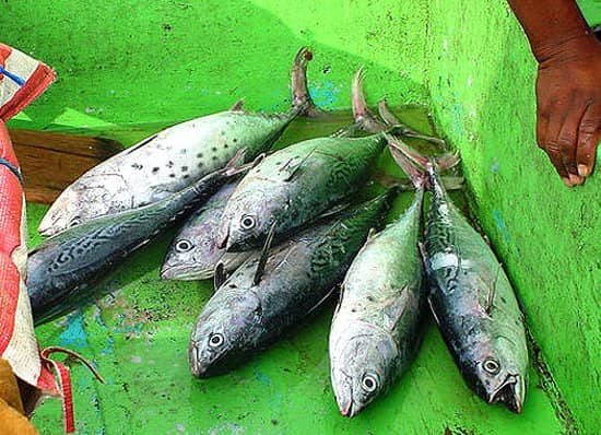 Praia da Armação Promenade
