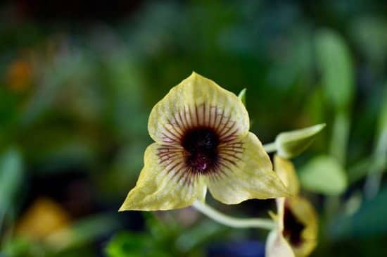 Hummingbird Garden Lunch