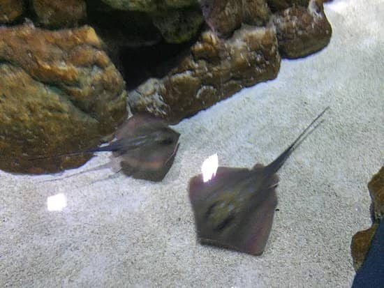 Stingray Feeding Sessions