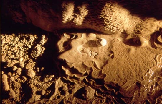 Northern Forest Trails