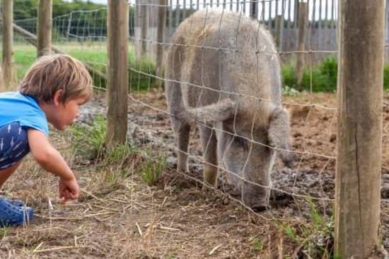 WWII Schoolroom Experience