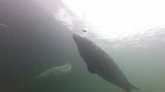 Marine Conservation Education