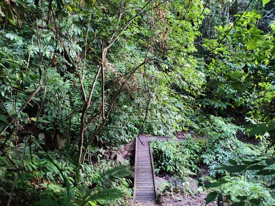 Lush Rainforest Trails