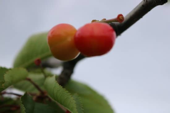 Delicious Milk Ice Cream