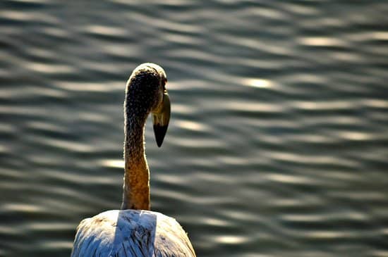Birdwatching Haven
