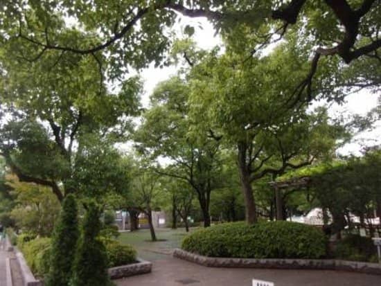 Cherry Blossoms (Spring)