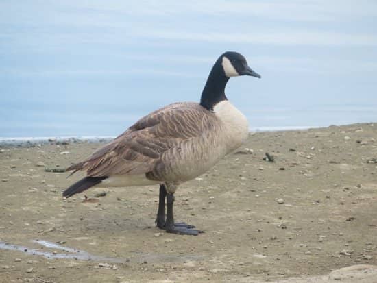 Pond with Ducks and Geese