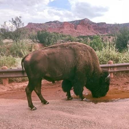 Red Rock Canyons