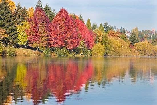 Winter Gull Spectacle