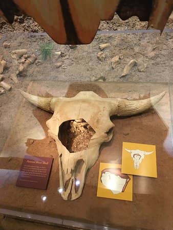 Cooper Bison Skull
