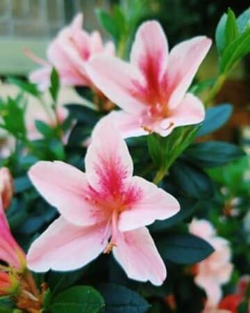 Dog-Friendly Vineyard Camping