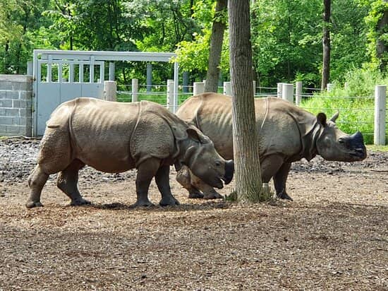 Rhino Encounter