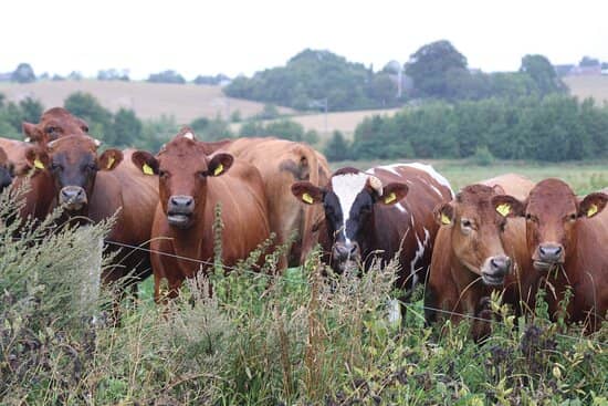 Grazing Cows
