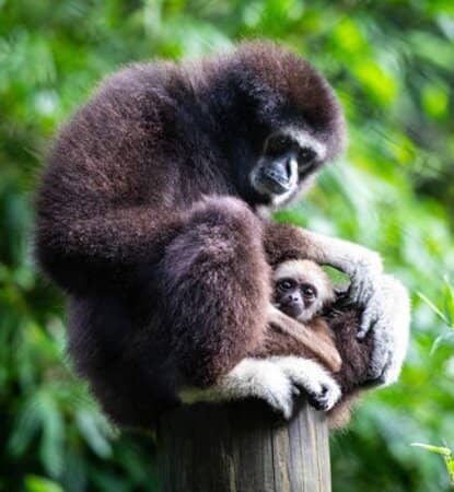 Student Zookeeper Interactions