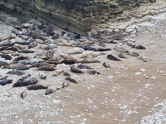 Abundant Seal Colonies