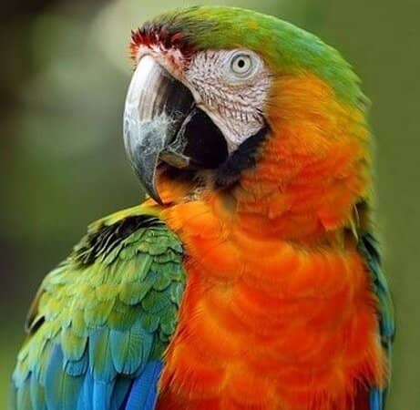 Lush Botanical Gardens